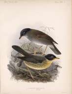 Image of Gould's Nightingale-Thrush