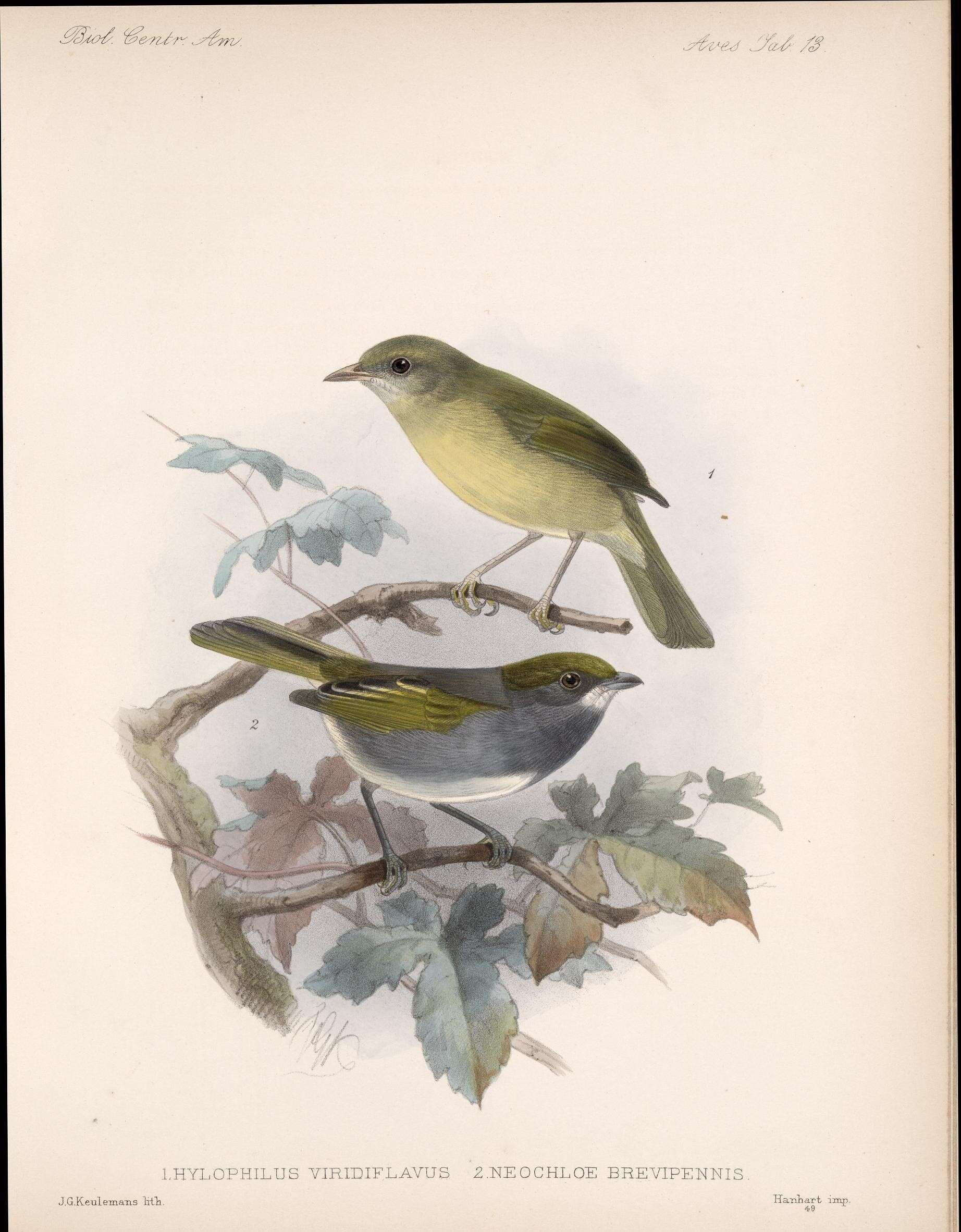 Слика од Vireo brevipennis (Sclater & PL 1858)