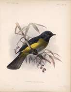 Plancia ëd Phainoptila Salvin 1877