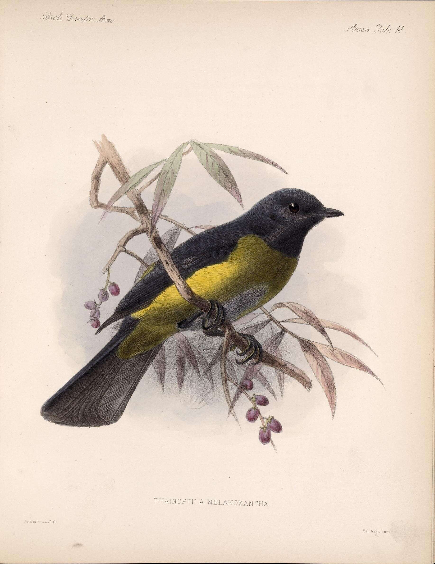 Image of Phainoptila Salvin 1877