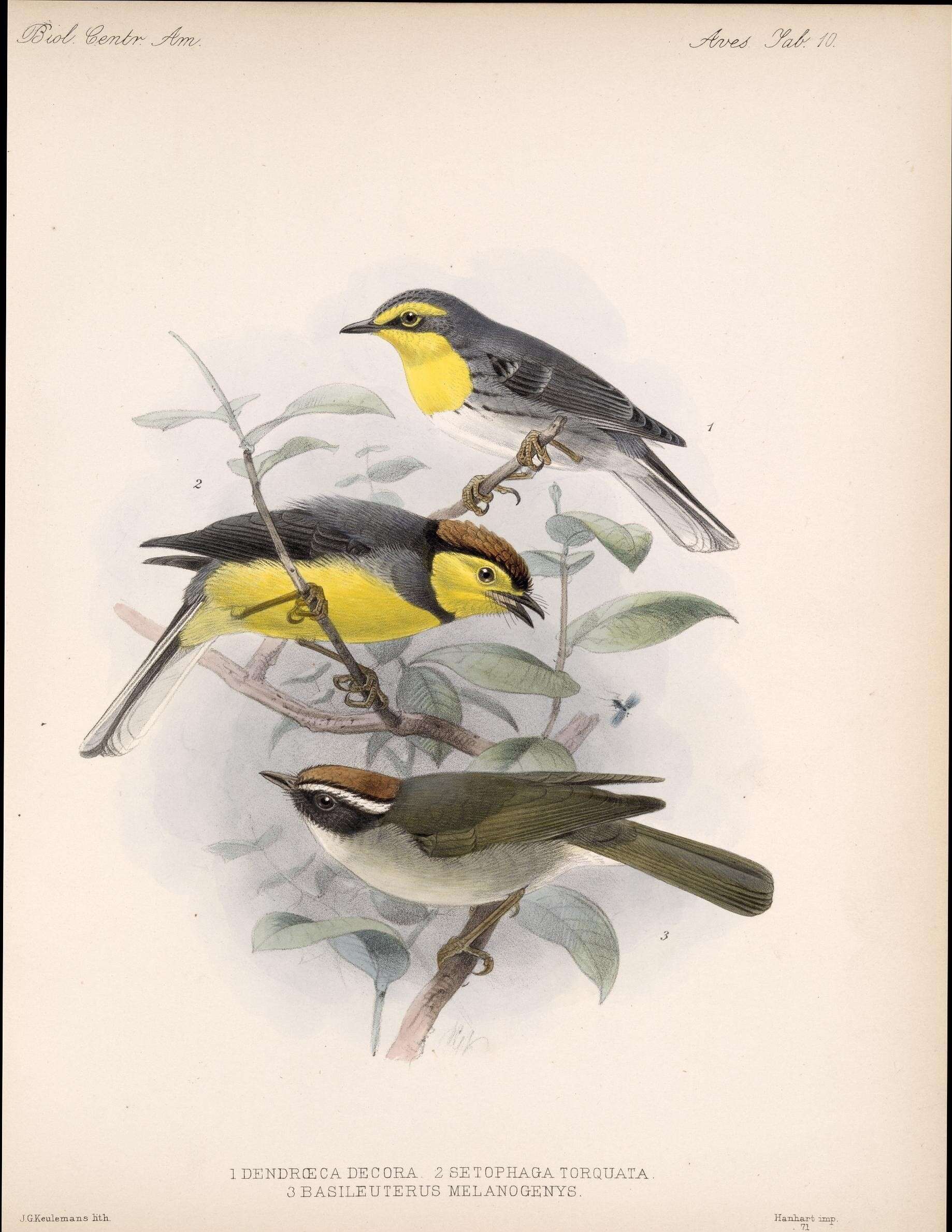 Image of Black-cheeked Warbler