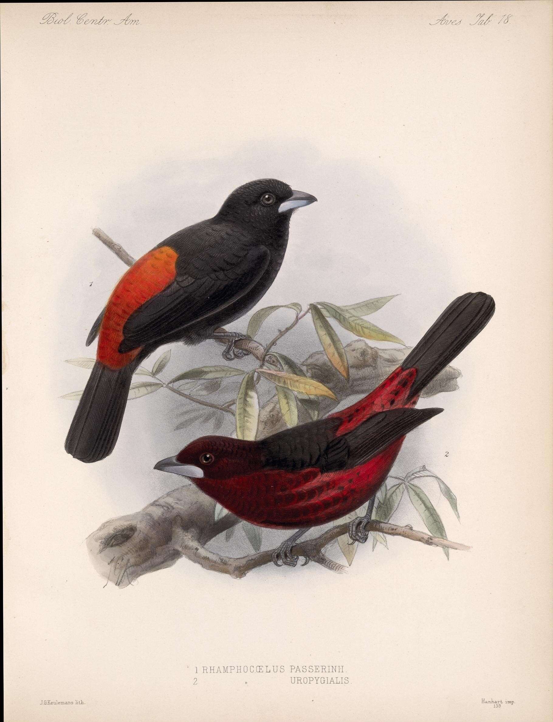 Image of Passerini's Tanager