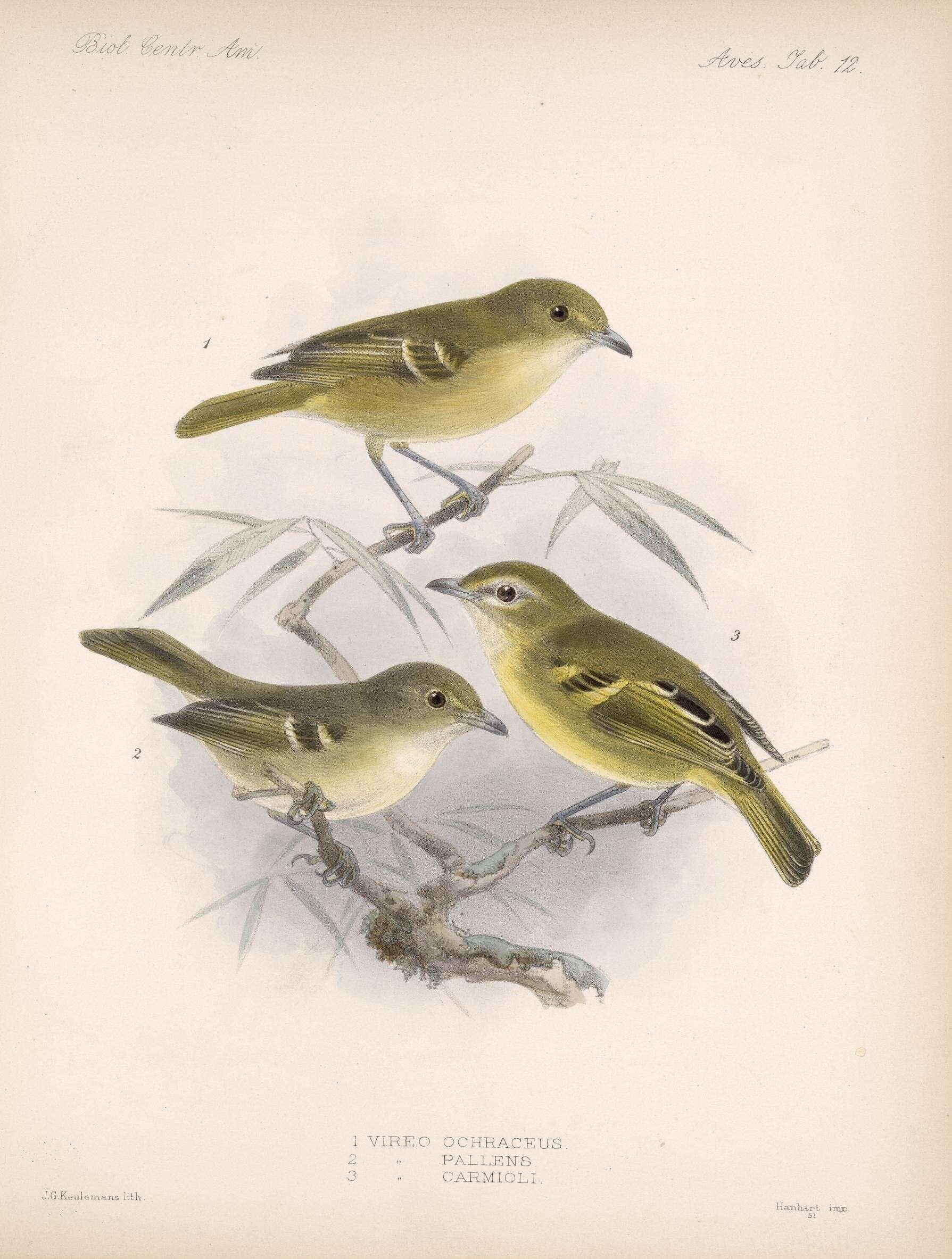 Image of Yellow-winged Vireo