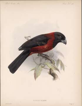 Image of Rhodothraupis Ridgway 1898