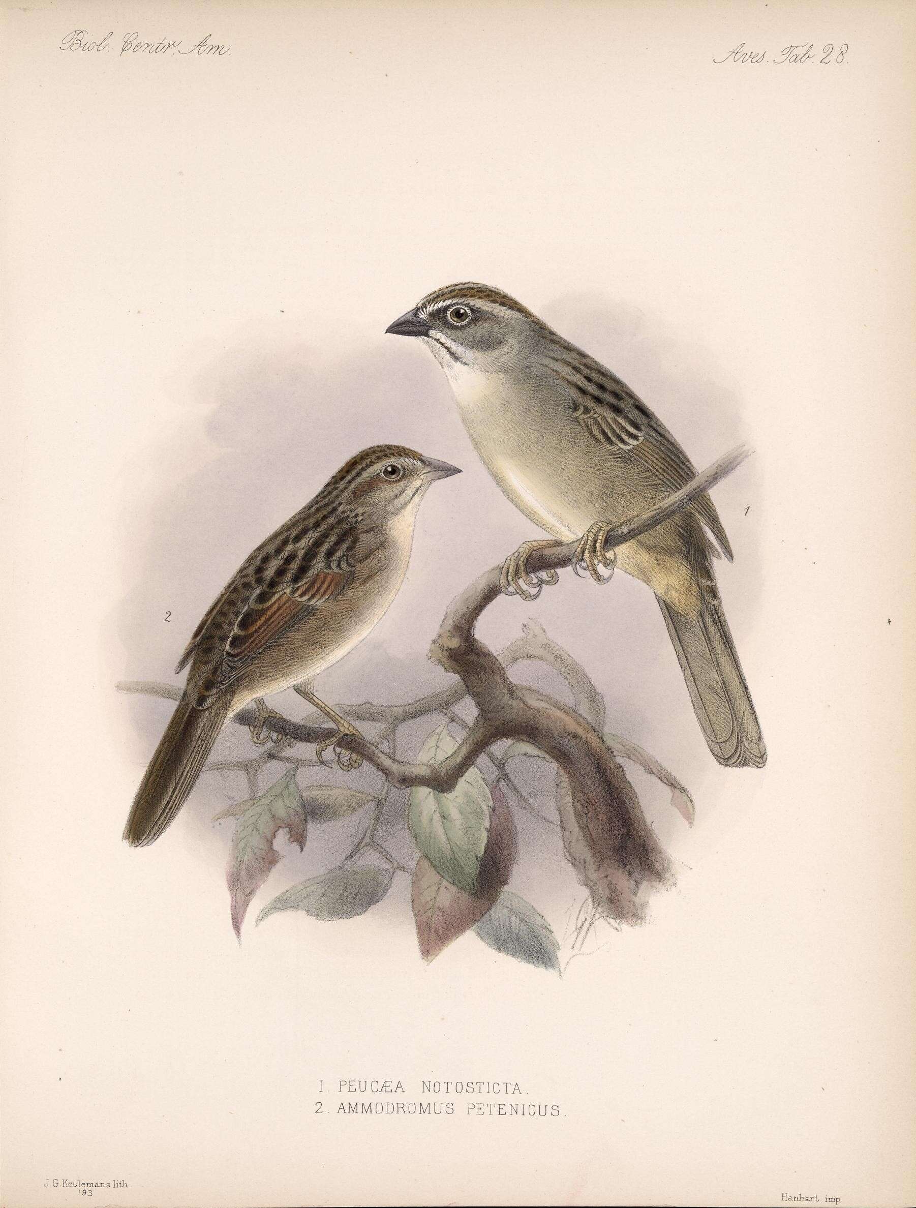 Image of Oaxaca Sparrow