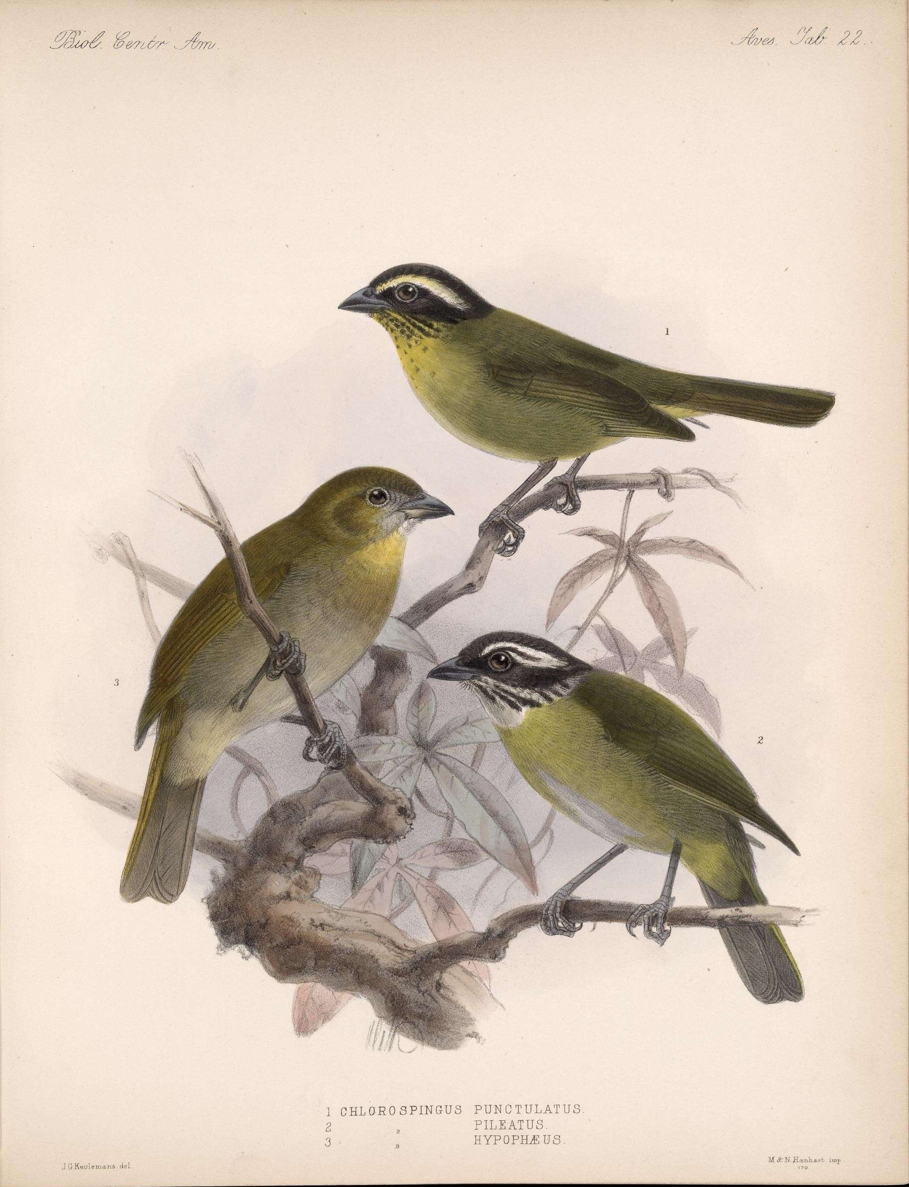 Image of Sooty-capped Bush Tanager