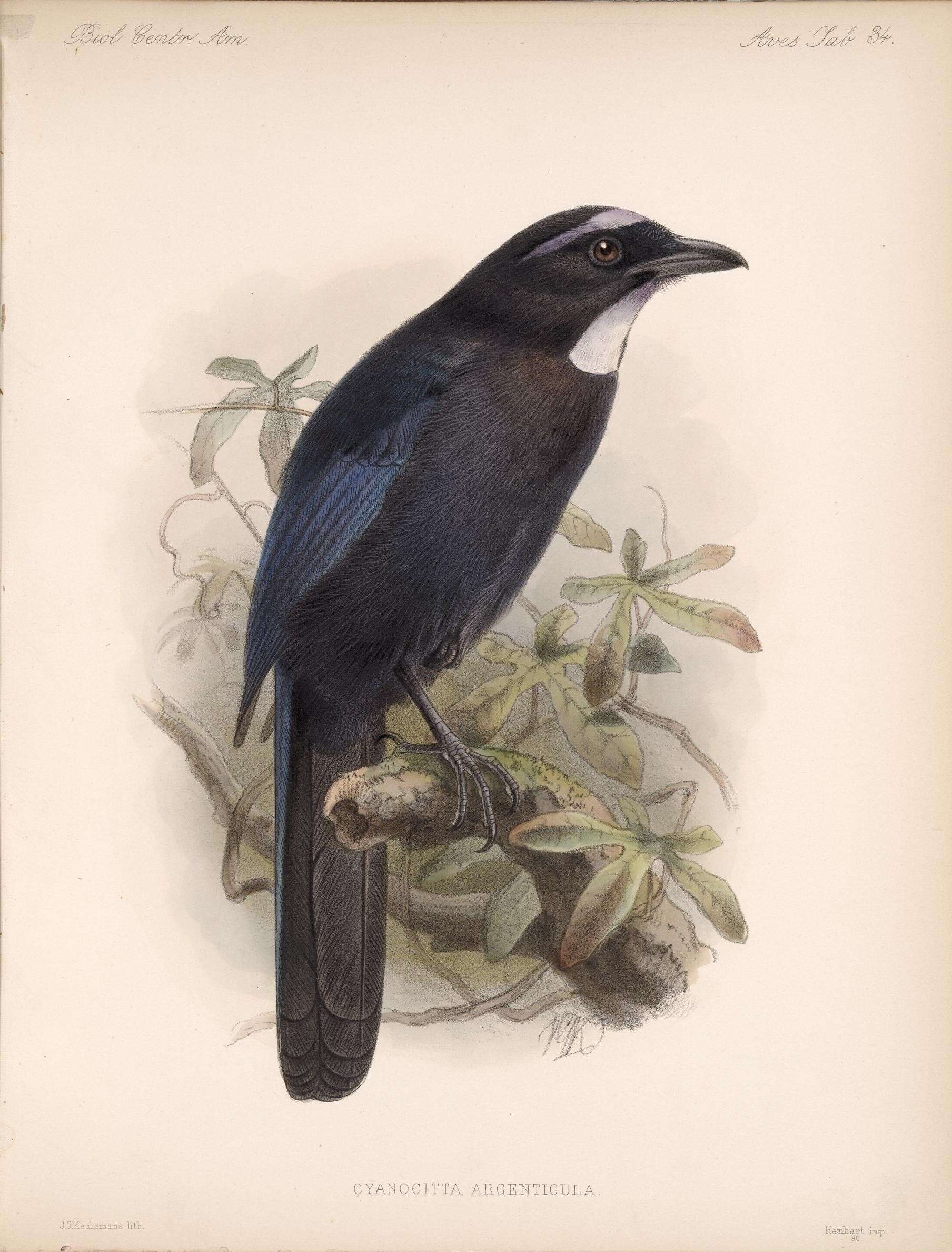 Слика од Cyanolyca argentigula (Lawrence 1875)