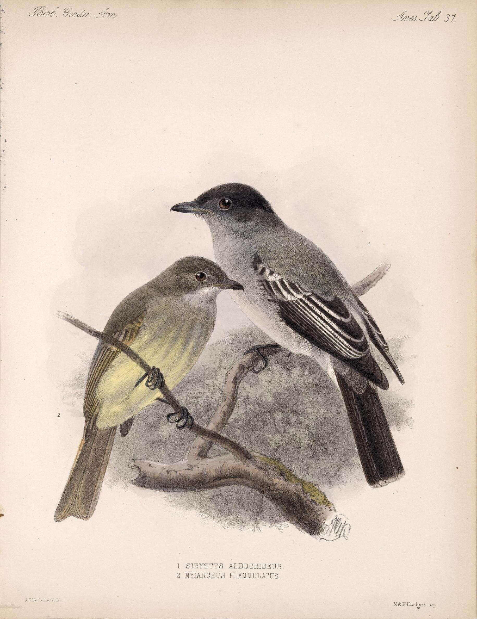 Image of Deltarhynchus Ridgway 1893