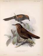 Image of Slaty Spinetail