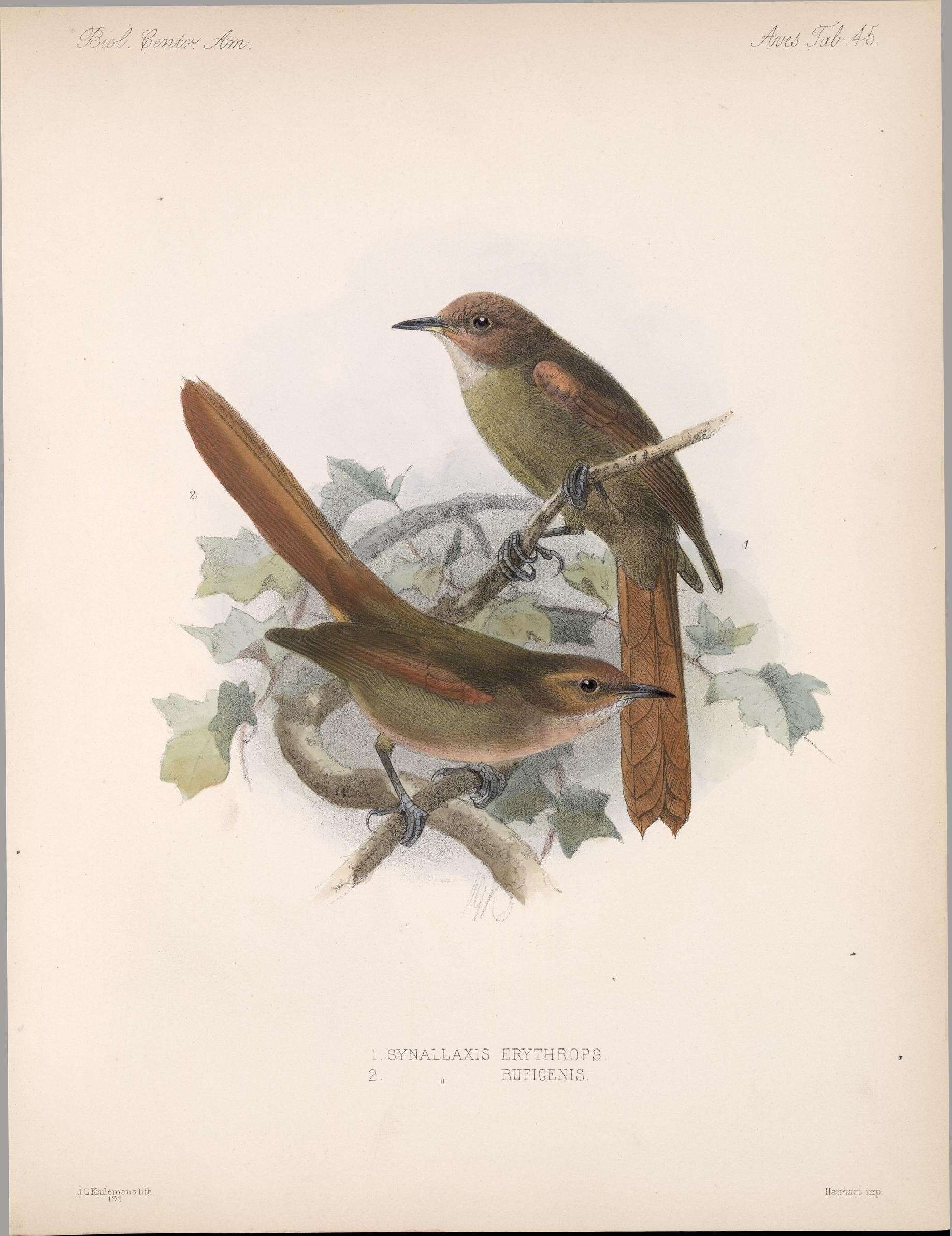 Image of Cranioleuca erythrops rufigenis (Lawrence 1868)