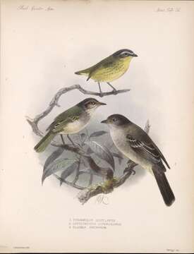 Image of Northern Scrub Flycatcher