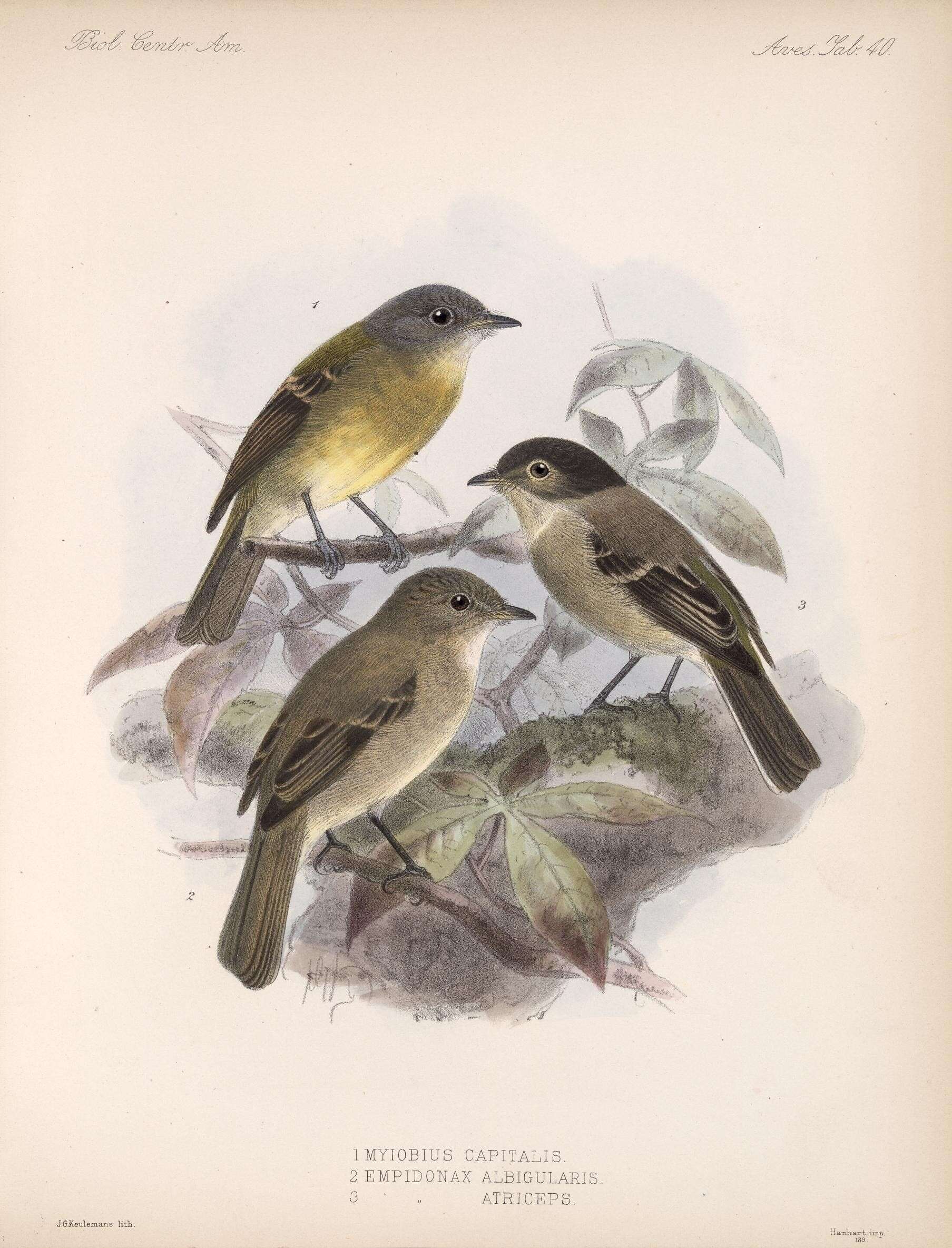 Empidonax atriceps Salvin 1870的圖片