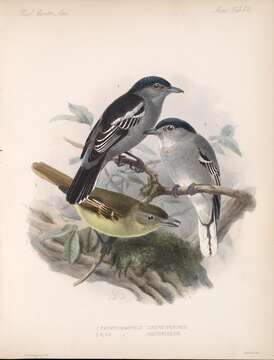 Imagem de Pachyramphus albogriseus Sclater & PL 1857