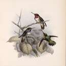 Image of Glow-throated Hummingbird
