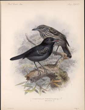 Image of Northern Slaty Antshrike