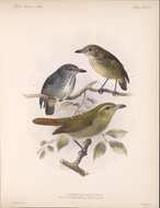 Image of Thamnistes Sclater, PL & Salvin 1860