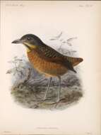 Image of Scaled Antpitta