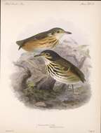 Image of Fulvous-bellied Antpitta