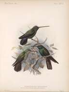 صورة Chalybura urochrysia (Gould 1861)