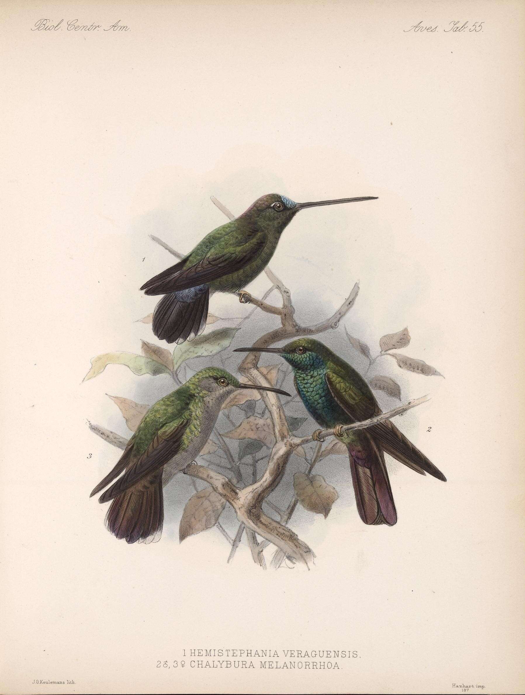 Image of Bronze-tailed Plumeleteer