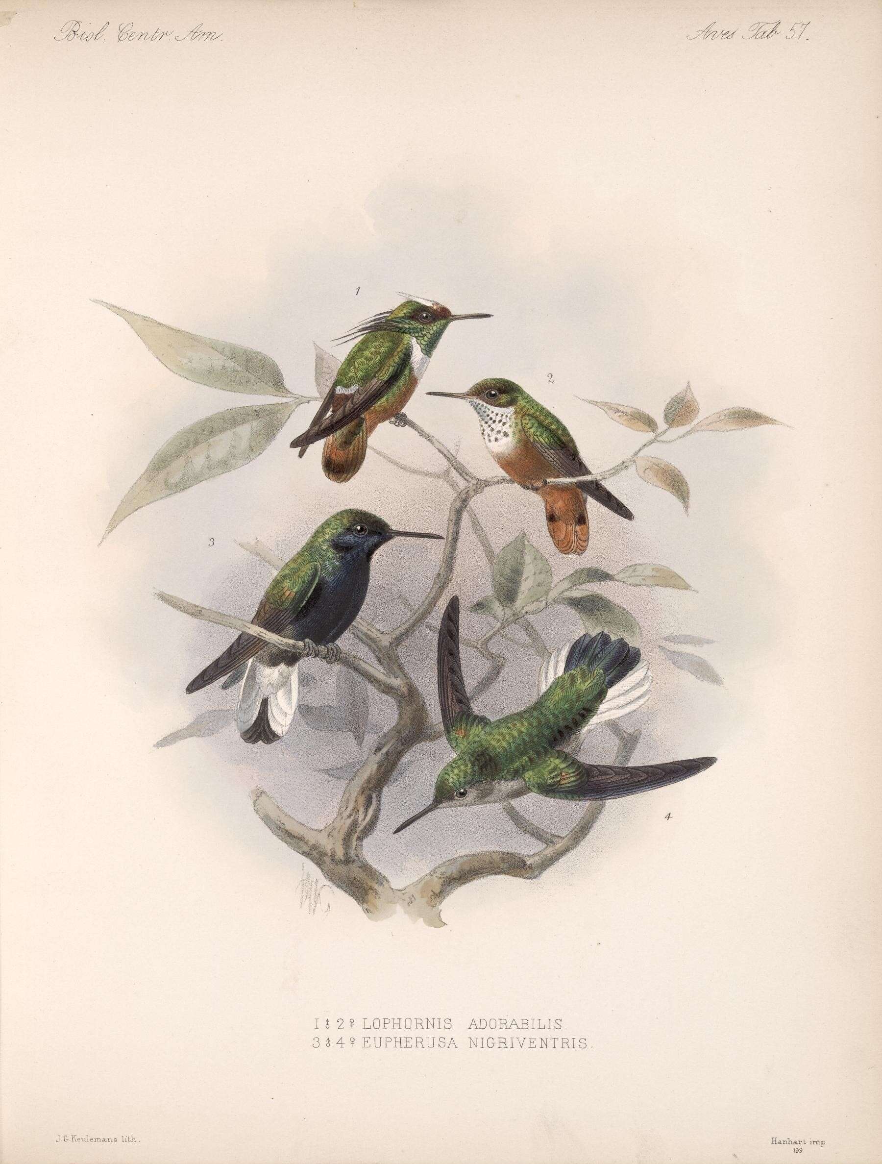 Image of White-crested Coquette