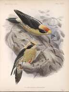 Image of Golden-naped Woodpecker