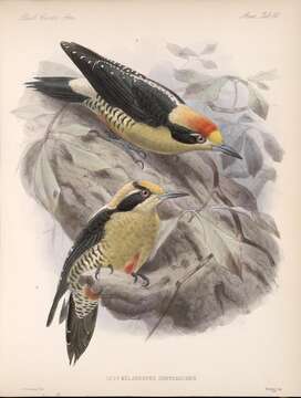 Слика од Melanerpes chrysauchen Salvin 1870