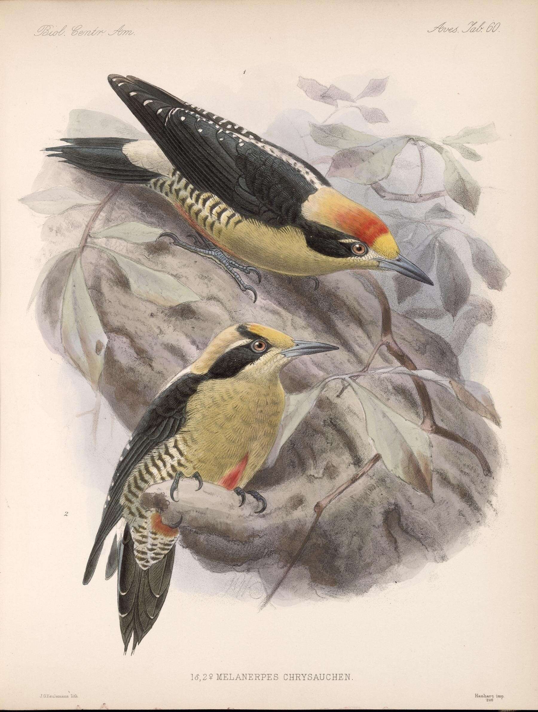 Image of Golden-naped Woodpecker