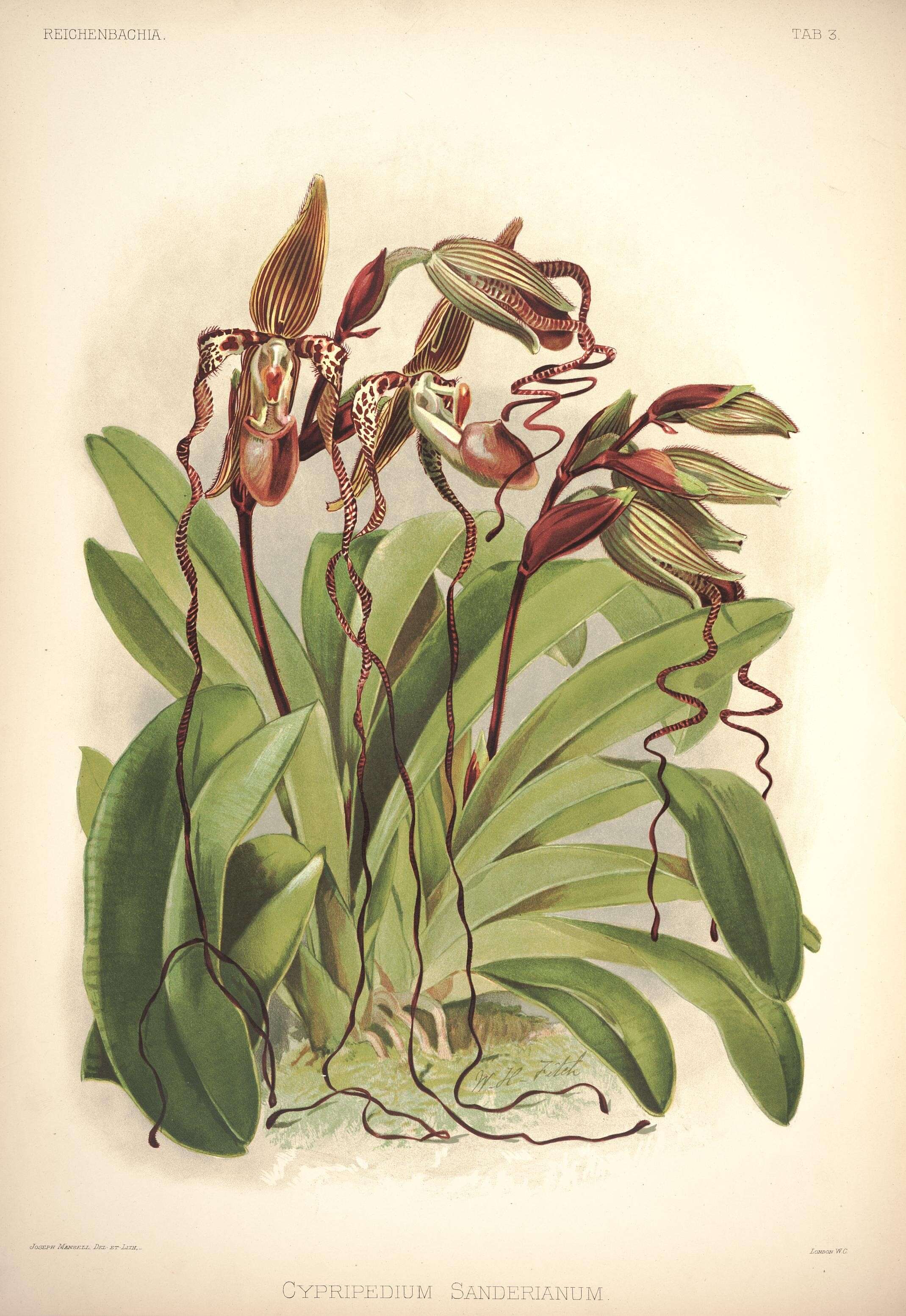 Image of Sander's Paphiopedilum