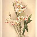 Imagem de Dendrobium wardianum R. Warner