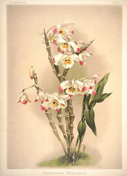 Image of Dendrobium wardianum R. Warner