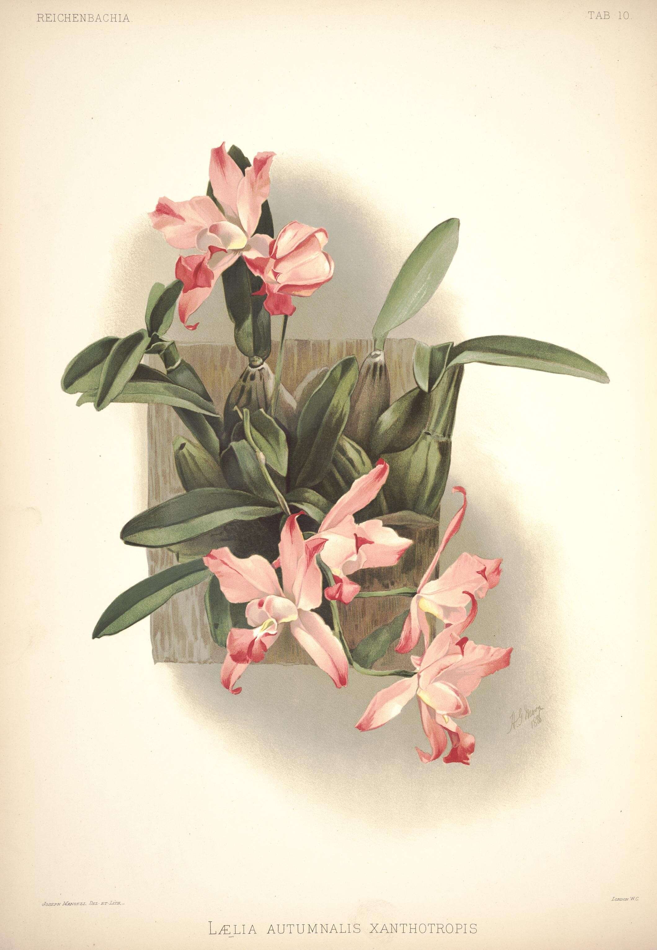 Plancia ëd Laelia autumnalis (Lex.) Lindl.