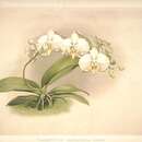 Plancia ëd Phalaenopsis amabilis subsp. amabilis