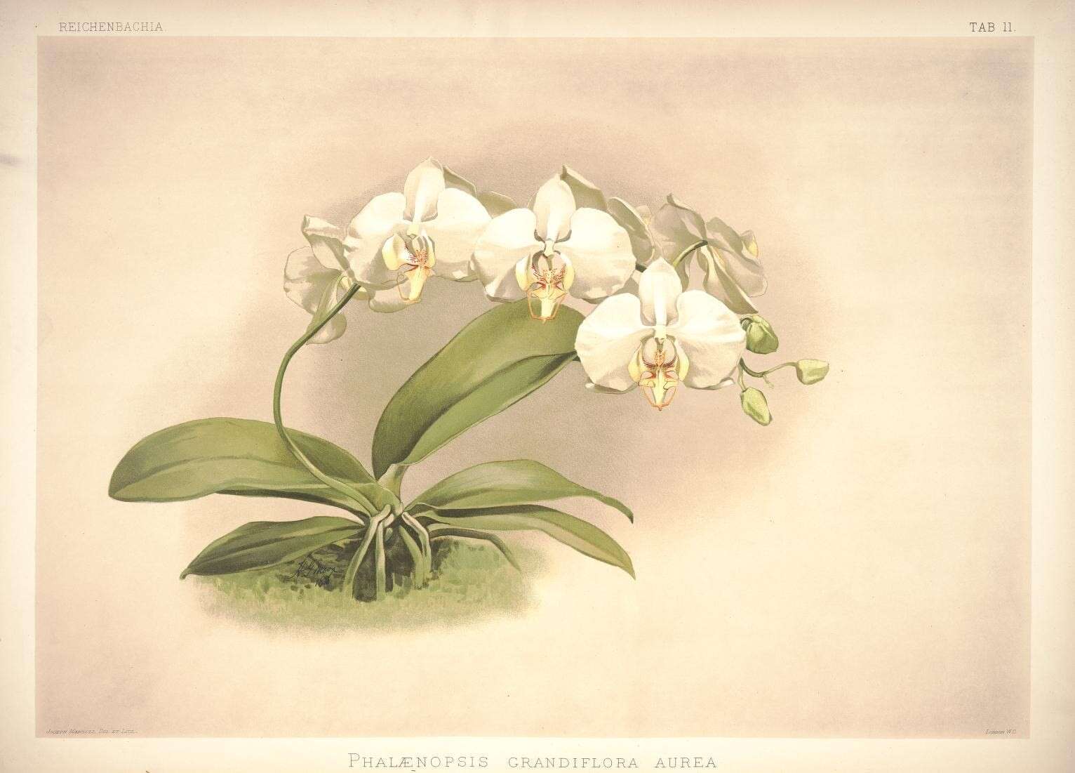 Image of Phalaenopsis amabilis subsp. amabilis