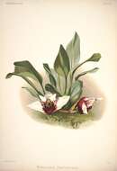 Image of Maxillaria sanderiana Rchb. fil. ex Sander