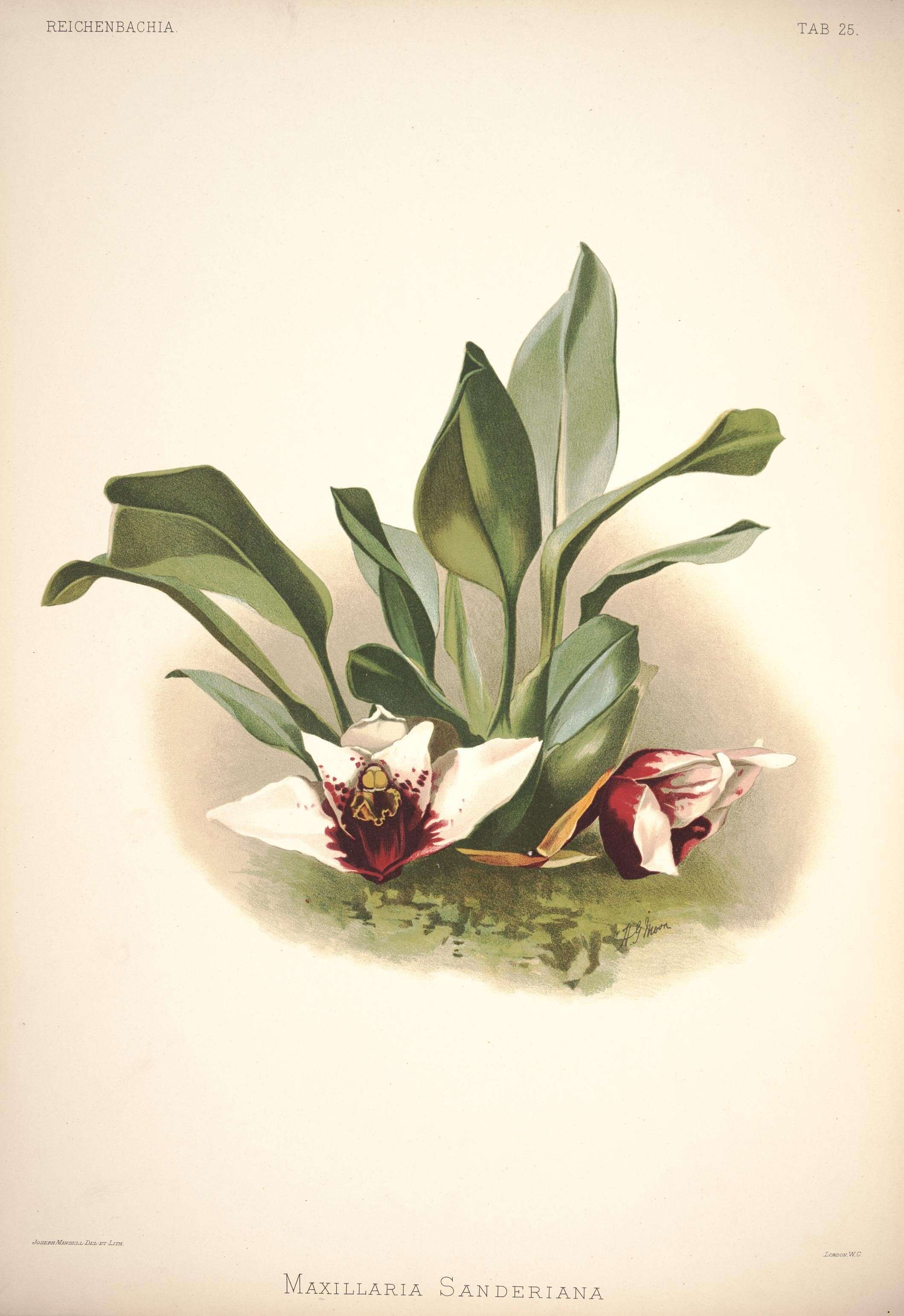 Image of Maxillaria sanderiana Rchb. fil. ex Sander