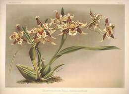 Image of Oncidium hallii (Lindl.) Beer