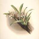 Image of Oncidium blandum (Rchb. fil.) M. W. Chase & N. H. Williams