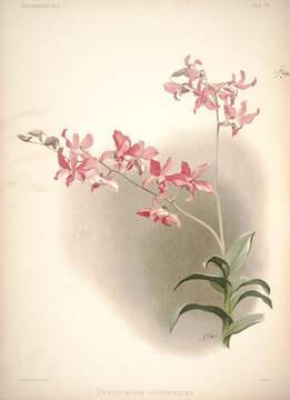 Image of Dendrobium superbiens Rchb. fil.