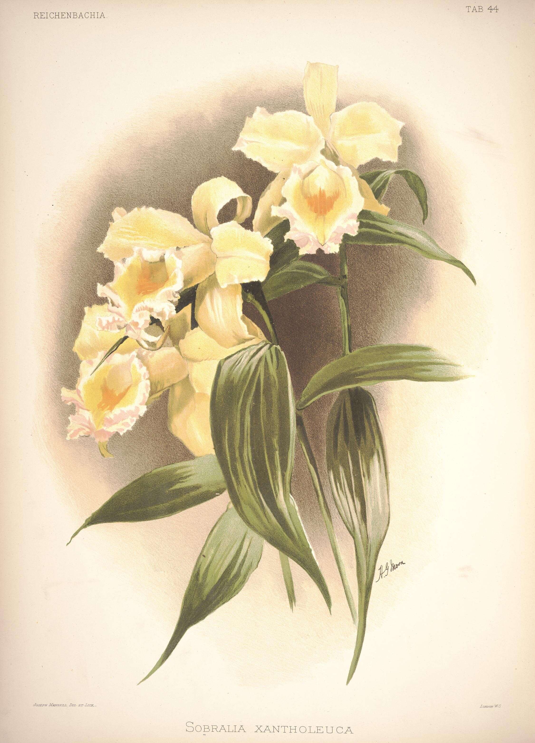 Image of Sobralia xantholeuca B. S. Williams