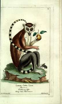 Image of Lemur Linnaeus 1758