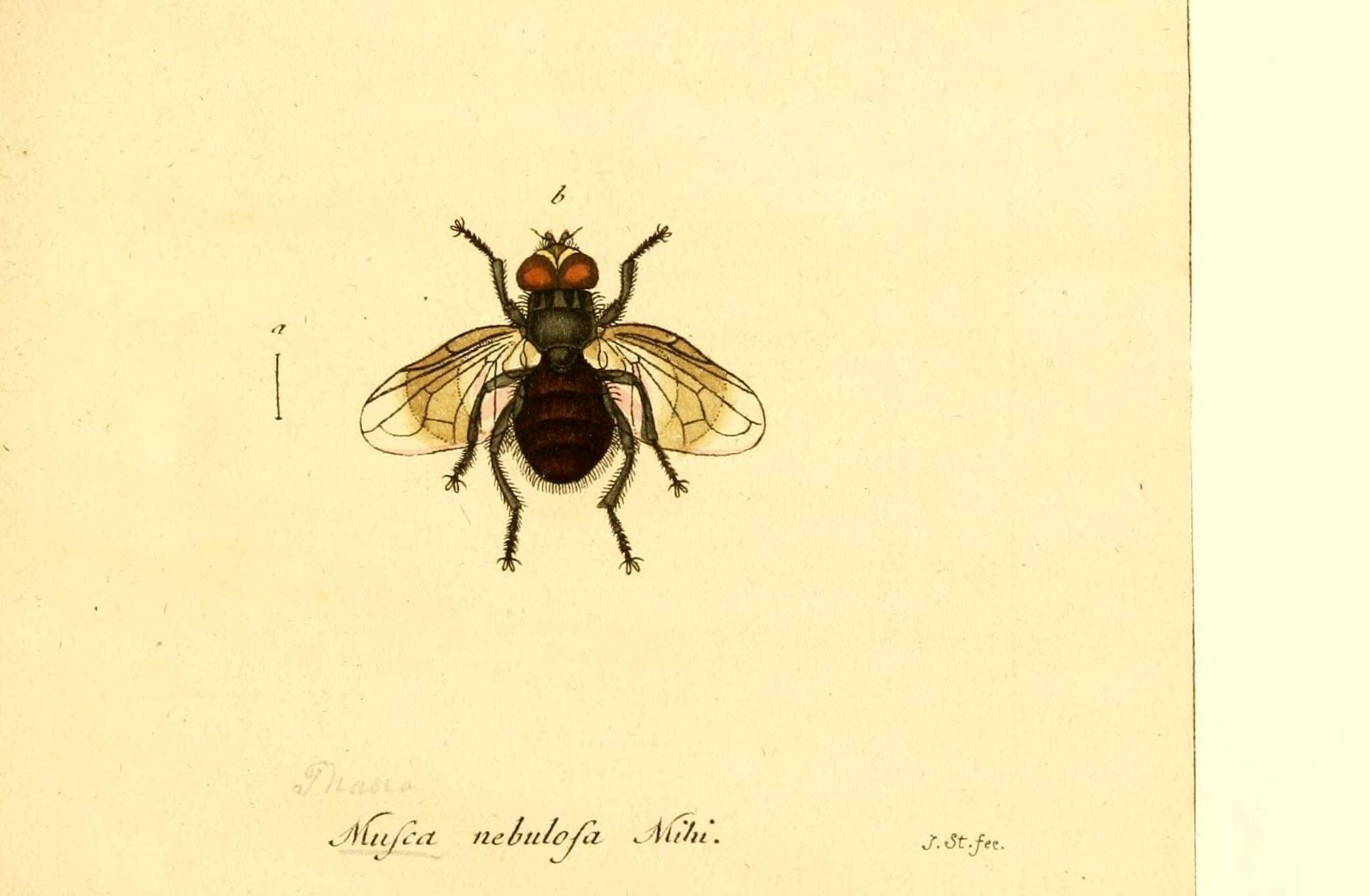 Sivun Phasia obesa (Fabricius 1798) kuva