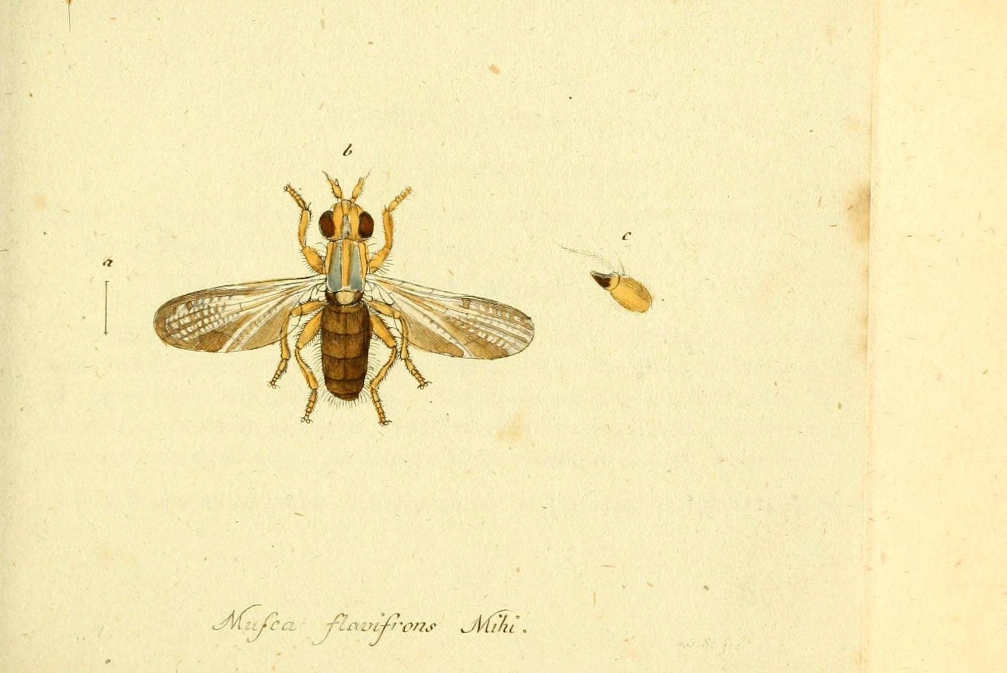 Image de Limnia unguicornis (Scopoli 1763)