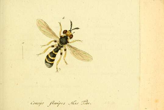 Image of Conops flavipes Linnaeus 1758