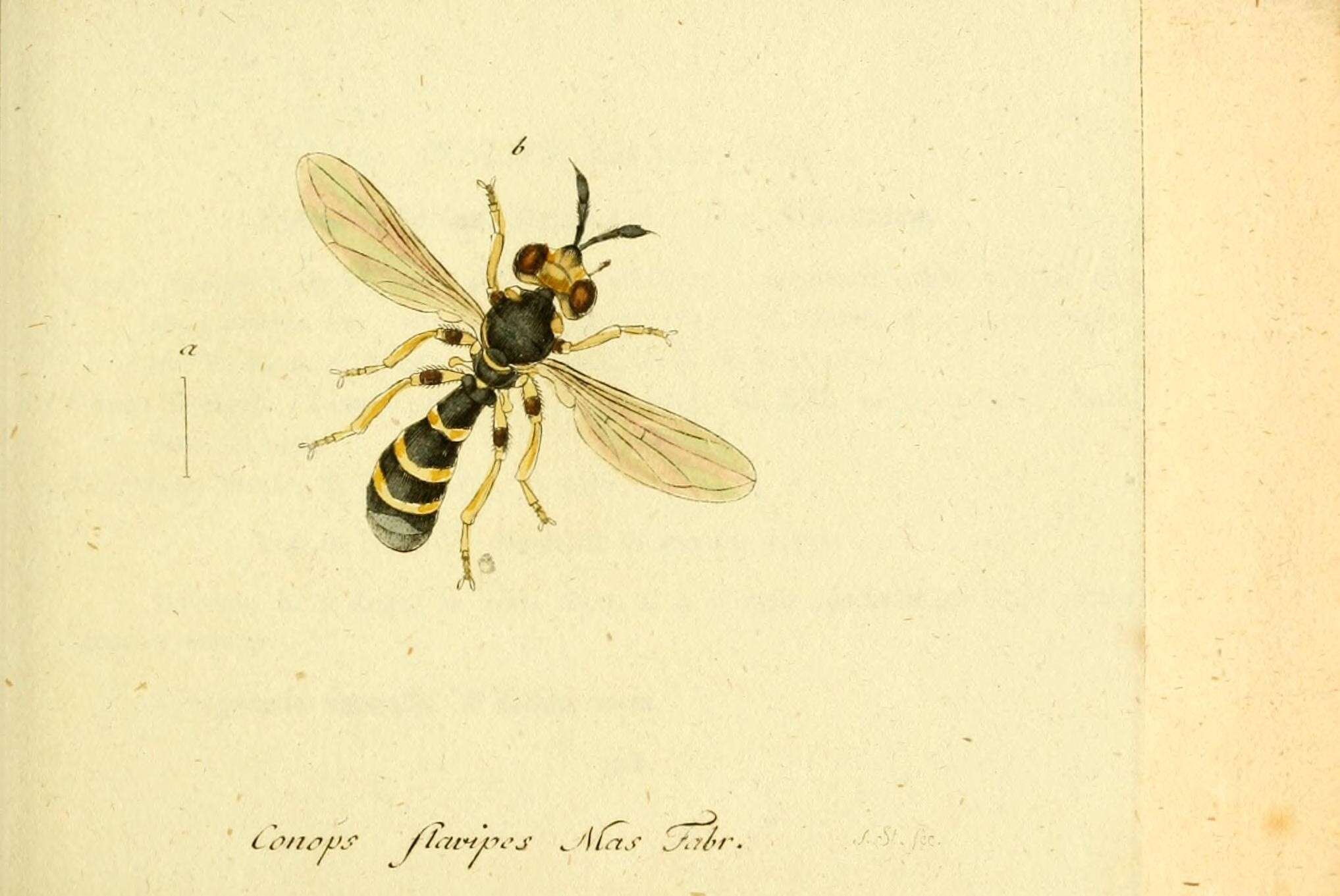 Image de Conops flavipes Linnaeus 1758