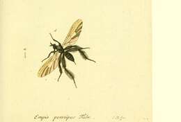 Image de Empis pennipes Linnaeus 1758