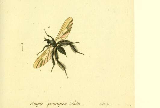 Image of Empis pennipes Linnaeus 1758