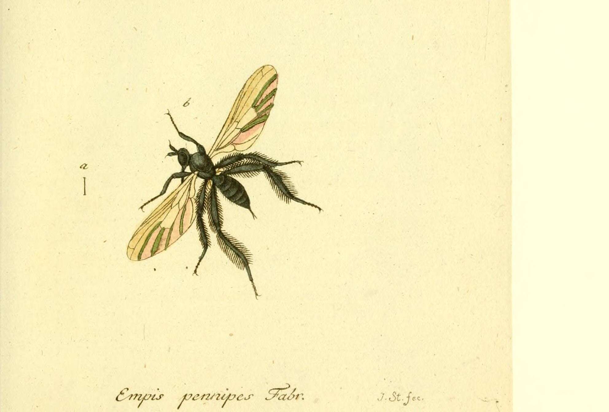 Imagem de Empis pennipes Linnaeus 1758