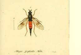 Image de Xylophagus cinctus (De Geer 1776)