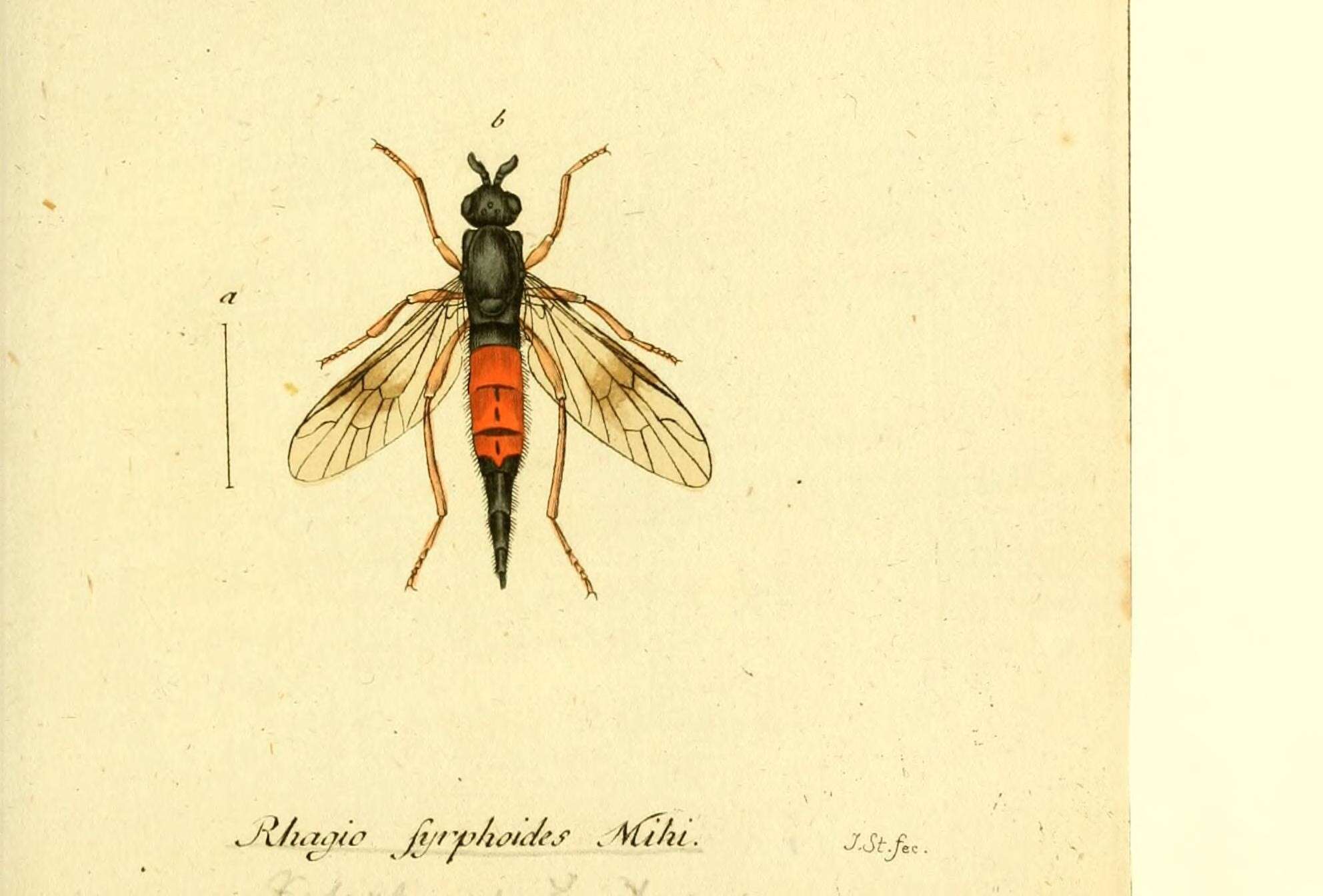 Image of Xylophagus cinctus (De Geer 1776)